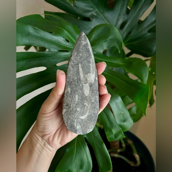 Orthoceras from Morocco - Picture 4 of 5